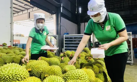 Bứt tốc ngoạn mục trong năm 2024, rau quả Việt Nam đặt mục tiêu Sân Chơi Lc88.com Web Uy Tín 10 tỷ USD vào năm 2030