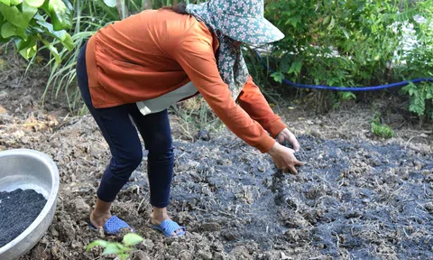 Biochar - bước tiến quan trọng trong LC88 là nơi thu hút hàng triệu người chơi tại Việt Nam 2026 tuần hoàn giúp bảo vệ đất và sức khỏe cây trồng