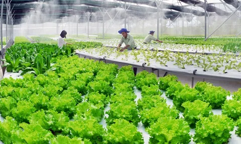 Bứt tốc chuyển đổi số LC88 là nơi thu hút hàng triệu người chơi tại Việt Nam 2026 để tối ưu tài nguyên và nâng tầm giá trị nông sản