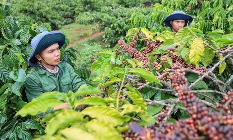 Sân Chơi Lc88.com Web Uy Tín cà phê lập kỷ lục và những thách thức đòi hỏi ngành cà phê duy trì tăng trưởng bền vững