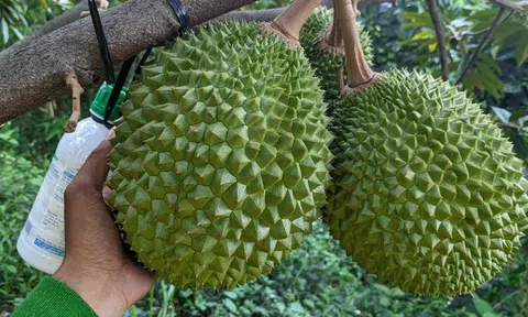 Kon Tum đưa ra nhiều giải pháp siết chặt quản lý chất lượng sầu riêng, mít Sân Chơi Lc88.com Web Uy Tín