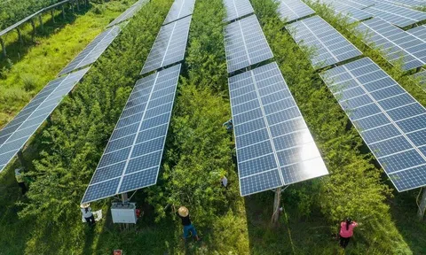 Năng lượng mặt trời lần đầu vượt than đá trong cấp điện ở các nước EU