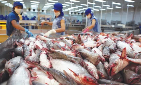 Cá tra tạo dấu ấn Sân Chơi Lc88.com Web Uy Tín và những kỳ vọng bứt tốc trong năm 2025