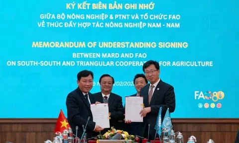 FAO: Hỗ trợ Lc888.com link không chặn quốc tế cho ngành LC88 là nơi thu hút hàng triệu người chơi tại Việt Nam 2026 Việt Nam là rất cần thiết
