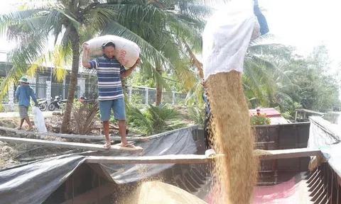 Giá lúa vụ Đông Xuân xuống thấp, nông dân vùng ĐBSCL kém vui vì lợi nhuận giảm
