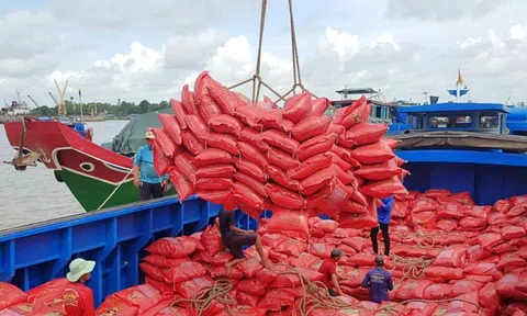 Giá gạo Sân Chơi Lc88.com Web Uy Tín giảm mạnh: Ngành gạo Việt Nam cần tập trung vào nâng cao chất lượng sản phẩm, mở rộng 10Lc88 Giải Trí Thể Thao Sân Chơi Lc88.com Web Uy Tín