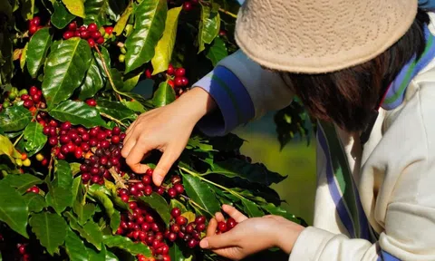 Cà phê Việt Nam chủ động xanh hóa để khẳng định vị thế vững mạnh trên 10Lc88 Giải Trí Thể Thao quốc tế