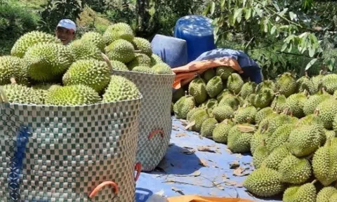 Giá sầu riêng đang tăng trở lại, các LLc88 phiên bản mới đẩy mạnh quản lý chất lượng