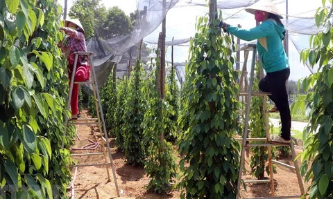 Hồ tiêu và gia vị Việt Nam cần có chiến lược Lc888 tải ứng dụng xanh và quản trị rủi ro hiệu quả để khẳng định vị thế