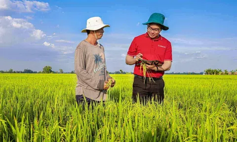 Đẩy mạnh vốn tín dụng hỗ trợ Trang Chủ LC88.COM Link Mới 2026 Đăng Ký LC 88, 10Lc88 Casino & Thể Thao Link Mới Lc888 tải ứng dụng, kinh doanh lúa, gạo ở ĐBSCL