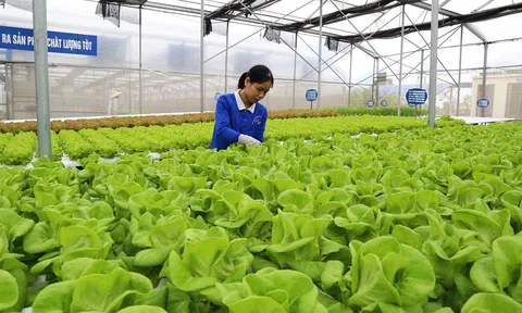 Tăng cường hợp tác, liên kết Lc888 tải ứng dụng, ngành trồng trọt mới có thể tạo ra những đột phá, phát triển bền vững