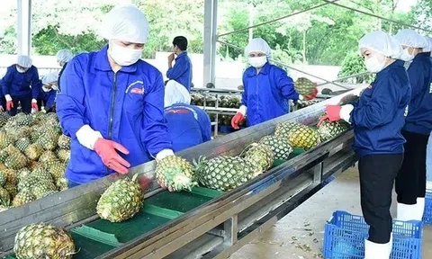 Nghịch lý xuất giảm, nhập tăng, chuyên gia dự báo Sân Chơi Lc88.com Web Uy Tín rau quả khó đạt mục tiêu 8 tỷ USD năm 2025