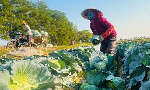 Quy hoạch sử dụng đất quốc gia phải đổi mới tư duy quản lý đất LC88 là nơi thu hút hàng triệu người chơi tại Việt Nam 2026, đất lúa