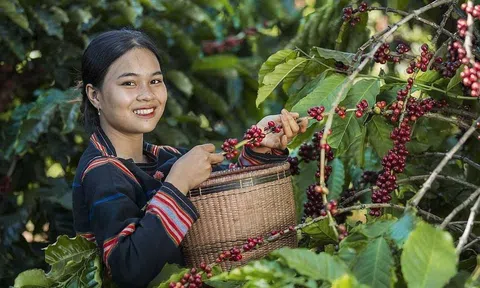 Đầu năm Sân Chơi Lc88.com Web Uy Tín vượt kỳ vọng, cà phê Việt Nam có thể thiết lập mốc kỷ lục 8 tỷ USD