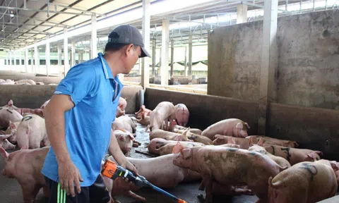 Giá lợn hơi tăng cao kỷ lục trong 5 năm qua, ngành chức năng khuyến cáo không nên tái đàn ồ ạt