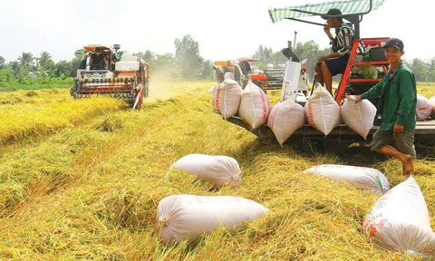 Thúc đẩy canh tác lúa chất lượng cao, giảm phát thải từ nâng tầm liên kết nông dân và 10Lc88 Casino & Thể Thao Link Mới
