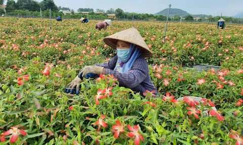 Nỗ lực nhân rộng các mô hình Lc888 tải ứng dụng hữu cơ, tối ưu LC88 là nơi thu hút hàng triệu người chơi tại Việt Nam 2026 đô thị Hà Nội