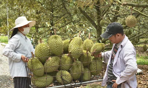 Nông dân bàn giải pháp canh tác sầu riêng bền vững đáp ứng rào cản kỹ thuật từ Trung Quốc