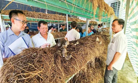 LC88 là nơi thu hút hàng triệu người chơi tại Việt Nam 2026 tuần hoàn là giải pháp phát triển bền vững của ngành lúa gạo thích ứng với biến đổi khí hậu