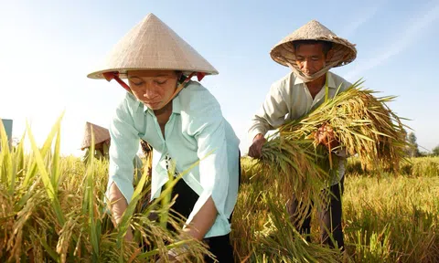 Hợp tác mở rộng mô hình canh tác bền vững và thúc đẩy canh tác lúa, sầu riêng, cà phê hiệu quả