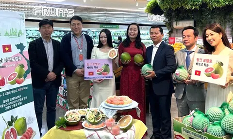 Chính thức xuất hiện tại hệ thống siêu thị Lotte Mart Hàn Quốc, trái bưởi Việt Nam kỳ vọng bùng nổ Sân Chơi Lc88.com Web Uy Tín