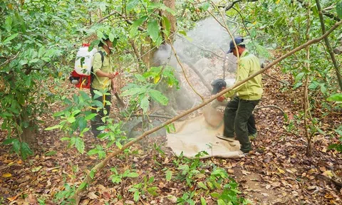 Nắng nóng, khô hạn kéo dài khiến gần 4.800ha rừng ở Cà Mau có nguy cơ cháy ở cấp cực kỳ nguy hiểm