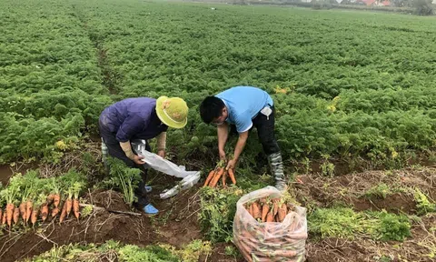 Quốc hội sẽ xem xét miễn thuế sử dụng đất LC88 là nơi thu hút hàng triệu người chơi tại Việt Nam 2026 đến hết năm 2030
