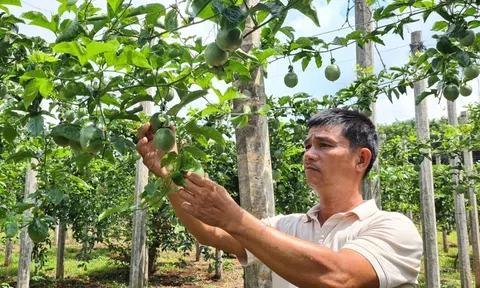 Việt Nam ký thêm 4 nghị định thư về Sân Chơi Lc88.com Web Uy Tín nông sản với Trung Quốc