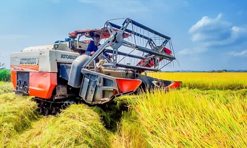 Phát triển bền vững lúa gạo chất lượng cao, Cà Mau tập trung đẩy mạnh liên kết và xúc tiến thương mại