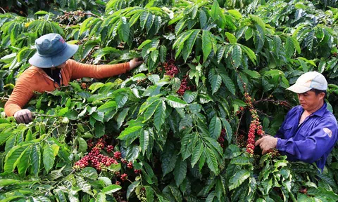 Thúc đẩy chuyển đổi toàn diện chuỗi cung ứng cà phê đáp ứng yêu cầu bảo tồn các hệ sinh thái rừng