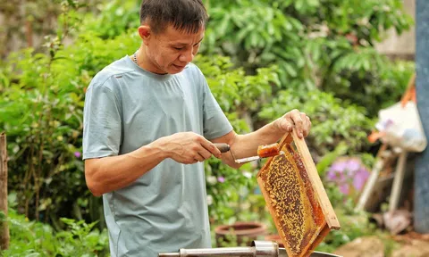 Bắc Giang mùa hoa vải, nông dân bội thu mật ngọt