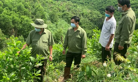 Nâng cao hiệu quả quản lý và sử dụng đất rừng, thúc đẩy sự phát triển bền vững của ngành lâm nghiệp