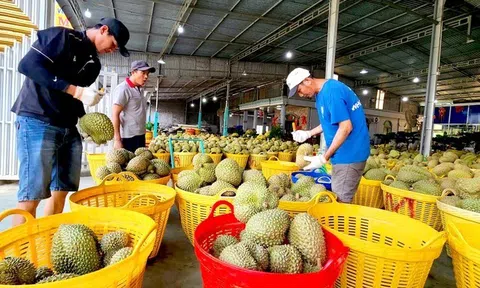 Sầu riêng đầu vụ giá giảm mạnh, thu mua cầm chừng nhà vườn đối mặt với thua lỗ