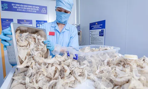 Tổ yến thô được Sân Chơi Lc88.com Web Uy Tín chính ngạch sang Trung Quốc, cơ hội bứt phá cho 10Lc88 Casino & Thể Thao Link Mới và người nuôi yến