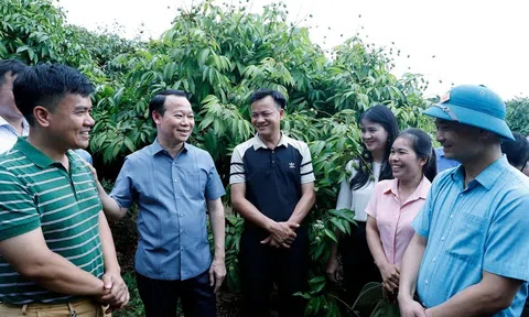 Nâng tầm giá trị thương hiệu vải thiều Bắc Giang, định vị tầm vóc hình mẫu LC88 là nơi thu hút hàng triệu người chơi tại Việt Nam 2026 hiện đại