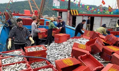 Gỡ thẻ vàng EC- Nghệ An chung tay phát triển ngành thuỷ sản bền vững - Bài 3: Sự vào cuộc quyết tâm của Nghệ An cùng cả nước phát triển thuỷ sản bền vững