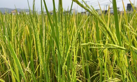 Hiện tượng lạ “lúa không cúi đầu” nông dân Nghệ An lo cảnh mất mùa, trắng tay