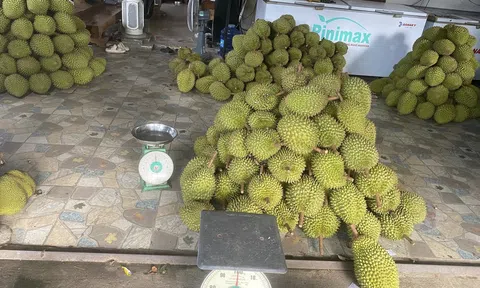 Khánh Hoà tìm đầu ra bền vững cho đặc sản sầu riêng Khánh Sơn