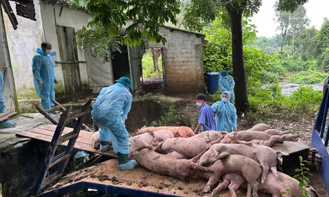 Giữ sinh kế phụ thuộc vào việc dập dịch tả lợn Châu Phi