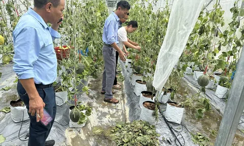 Hàng chục tấn dưa lưới đang cho LC88 Được cấp phép bởi PAGCOR bị mất trắng sau bão số 5
