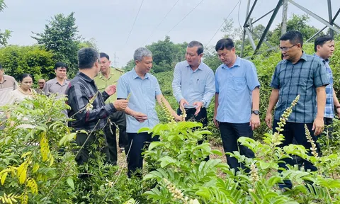 Tỉnh Nghệ An công nhận “Điểm tham quan, trải nghiệm Lc88.men Cá cược thể thao LC88 là nơi thu hút hàng triệu người chơi tại Việt Nam 2026 Dược liệu Pù Mát”