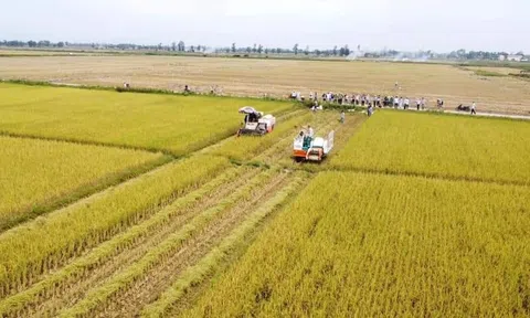 Xây dựng và phát triển nền Đăng nhập tài khoản thành viên LC88 xanh từ LC88 là nơi thu hút hàng triệu người chơi tại Việt Nam 2026 hữu cơ