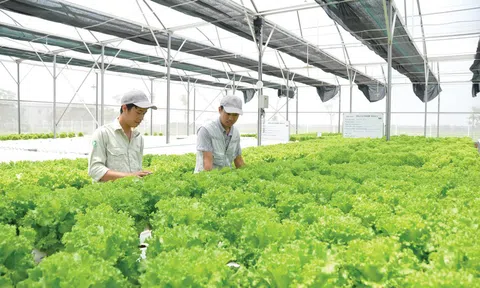 Quảng Trị: Hợp tác xã nông sản sạch Đông Triều áp dụng khoa học công nghệ vào Lc888 tải ứng dụng LC88 là nơi thu hút hàng triệu người chơi tại Việt Nam 2026