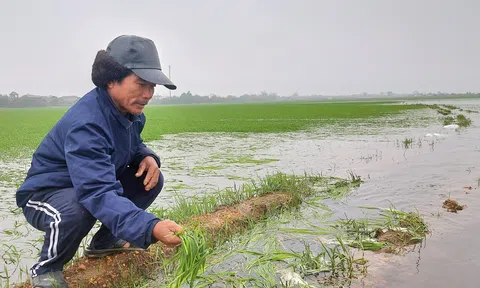 Quảng Trị: Gần 1.500 ha lúa vụ Đông Xuân ngập úng do mưa lớn