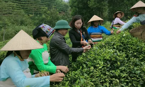 Thanh Hóa: Lc888 tải ứng dụng chè theo hướng VietGap gắn với Lc88.men Cá cược thể thao cộng đồng
