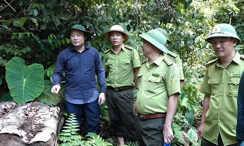 Khó khăn trong khâu xử lý hành vi xâm hại rừng tự nhiên