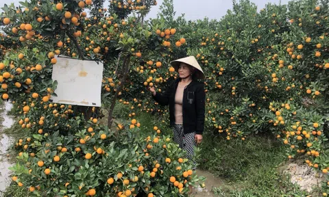 Làng trồng quất lớn nhất xứ Thanh chuẩn bị đưa quất cảnh xuống phố “du xuân”