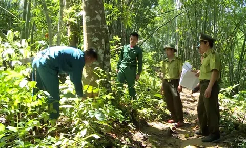 Thanh Hóa phát huy nguồn lực dịch vụ Link LC88 Đăng Nhập Mới Nhất rừng gia tăng sinh kế người trồng rừng