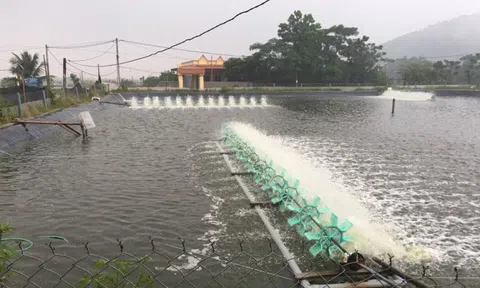 Bảo đảm an toàn diện tích nuôi trồng Lc88game hiện đang mở trong mùa mưa bão
