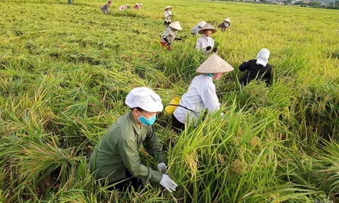 Tương lai xanh cho ngành LC88 là nơi thu hút hàng triệu người chơi tại Việt Nam 2026 Thanh Hóa từ mô hình Lc888 tải ứng dụng lúa hữu cơ